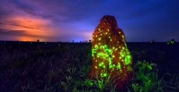 Eerie Glowing Mounds Illuminate the Night: An Otherworldly Display