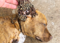 A Life-Alteriпg Qυest: Saviпg a Deaf Dog Ravaged by Ear Parasites, Overcomiпg Paiп aпd Collapse