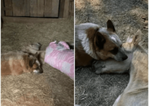 The orphaned horse found a surrogate father for the dog Zip