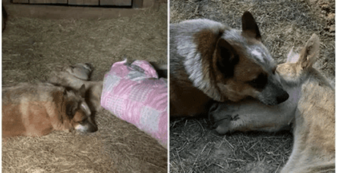 The orphaned horse found a surrogate father for the dog Zip