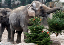 Berlin Zoo Animals Delight in Festive Feasting with Christmas Trees, Creating Heartwarming Holiday Spectacle for Visitors and Online Viewers