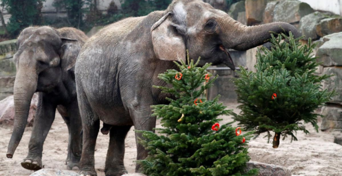 Berlin Zoo Animals Delight in Festive Feasting with Christmas Trees, Creating Heartwarming Holiday Spectacle for Visitors and Online Viewers