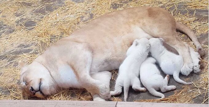 Lamz.Bongo, Komga & Gandor: From Playful Cubs to Majestic Juveniles – Witness Their Incredible Journey with Proud Parents! (Video)