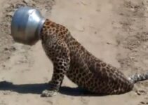 The leopard encountered a difficult situation fortunately and was rescued in time by the people