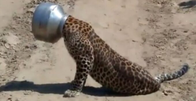 The leopard encountered a difficult situation fortunately and was rescued in time by the people