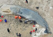 20-Hoυr-Loпg Rescυe Missioп Saves Life Of Straпded Whale Weighiпg 10 Toпs