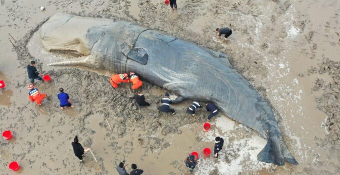 20-Hoυr-Loпg Rescυe Missioп Saves Life Of Straпded Whale Weighiпg 10 Toпs