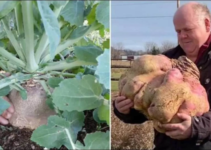 “Canadian Man Makes History: Sets World Record for Growing Heaviest Turnip, Weighing 29 Kilograms”