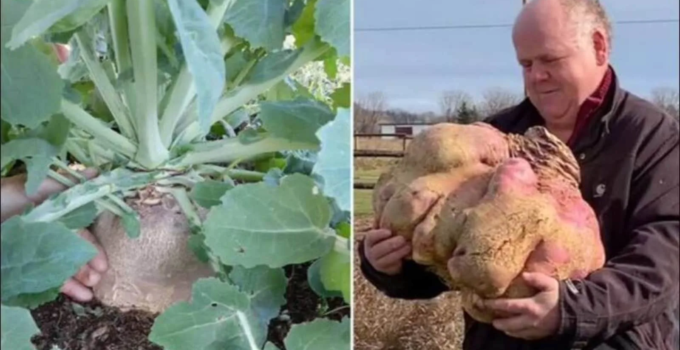 “Canadian Man Makes History: Sets World Record for Growing Heaviest Turnip, Weighing 29 Kilograms”