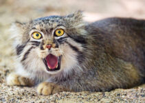 The Quirky Manul Cat: A Feline with Unmatched Expressiveness