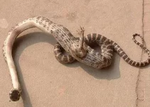 The online community was puzzled by the revelation of a one-legged mutant snake.