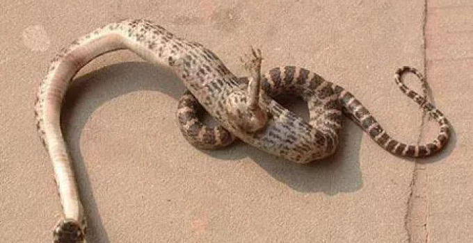 The online community was puzzled by the revelation of a one-legged mutant snake.