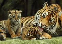 Exclusive Footage: Witness the Debut of Two Rare Sumatran Tiger Cubs Emerging from Their Den at Chester Zoo!