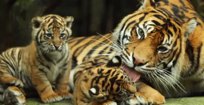 Exclusive Footage: Witness the Debut of Two Rare Sumatran Tiger Cubs Emerging from Their Den at Chester Zoo!