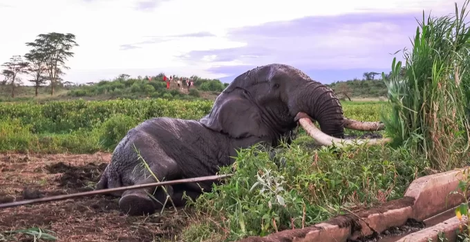 Remarkable Rescue: United Community’s Heroic Efforts Save Struggling 49-Year-Old Giant Elephant, Demonstrating Collective Action and Compassion for Wildlife