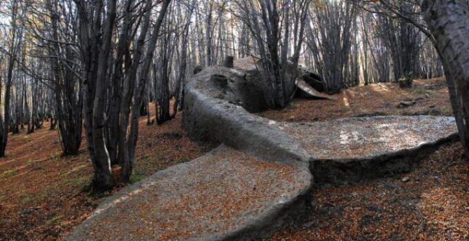 People Stumble Upon Giant Whale Stranded in Argentine Forest