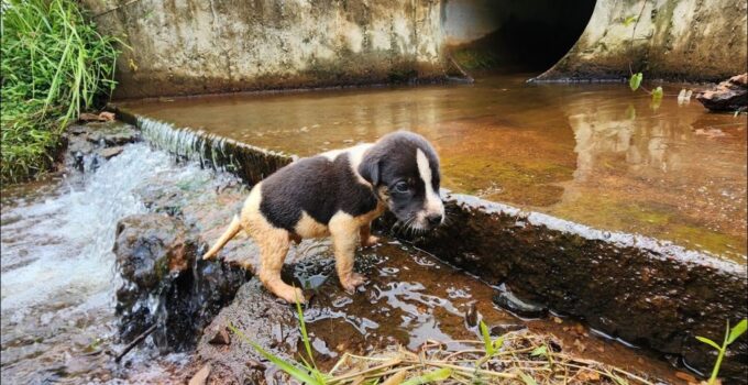 From Feathered Wings to Furry Tales: Witnessing the Unseen Transformation of a Scarred Dog into Radiant Joy