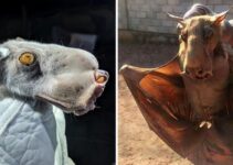 “Discover the Hammer-headed Bat: An African Megabat Regarded as One of Nature’s Ugliest Animals” FAT