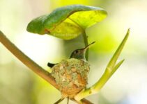 Clever Little Hummingbird Builds a Home With a Roof