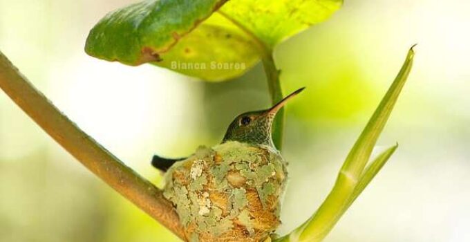 Clever Little Hummingbird Builds a Home With a Roof