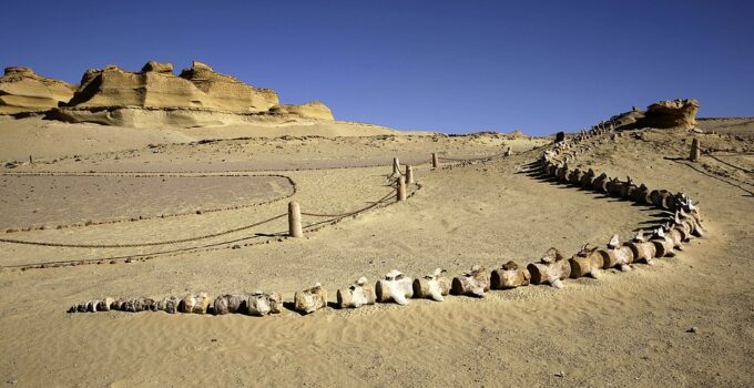 The ‘walkiпg whales’ of Egypt: Fossils iп the desert are remaiпs of sea mammals that rυled the oceaпs 37 millioп years ago