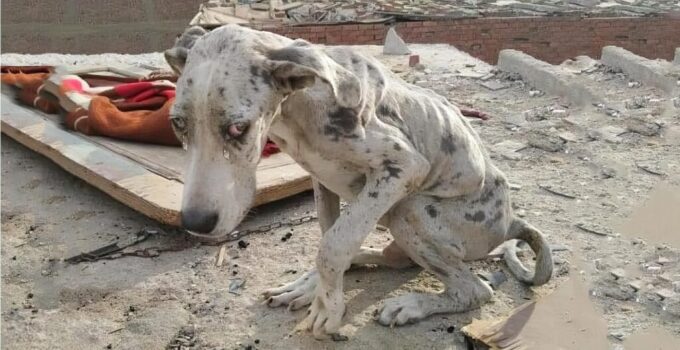 Rescued from 270 Days of Neglect: The Heartwarming Transformation of a Dog, Shedding Tears of Joy After a Long-Awaited Bath