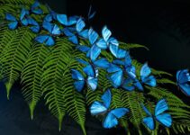 Pictures of blue butterflies the size of a hand, dubbed “charming creatures”