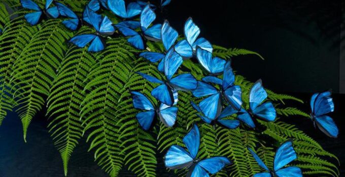 Pictures of blue butterflies the size of a hand, dubbed “charming creatures”