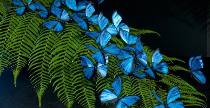 The Wondrous Mutant Butterfly That Can Change Colors at Will and Glows Continuously for 48 Hours to Attract a Mate