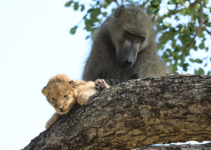 Unexpected Bonds: A Heartwarming Encounter Between a Baboon and a Baby Lion