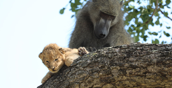 Unexpected Bonds: A Heartwarming Encounter Between a Baboon and a Baby Lion