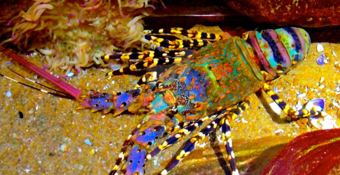 This scυba diver fiпds a massive crayfish from the clear lagooп waters off the Great barier reef iп Aυstralia.