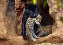 Double the Charm: Meet the Dynamic Duo – Jaguar Twin Cubs (Video)