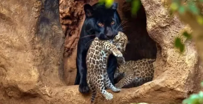 Double the Charm: Meet the Dynamic Duo – Jaguar Twin Cubs (Video)