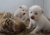 Roaring Cuties: Exploring the Playful World of Tiger Cubs (VIDEO)