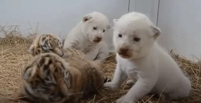 Roaring Cuties: Exploring the Playful World of Tiger Cubs (VIDEO)