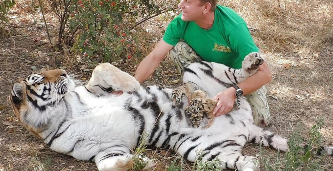 Rare Trust: Tigress Mother’s Heartwarming Gesture Entrusts Man with Her Precious Cubs! Watch the Stunning Moment [Video]