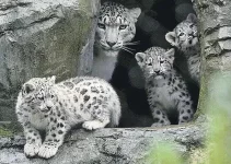 Tiny Paws, Big Adventure: Watch 12-Week-Old Triplet Snow Leopard Cubs Explore Their New Home at Marwell Wildlife!