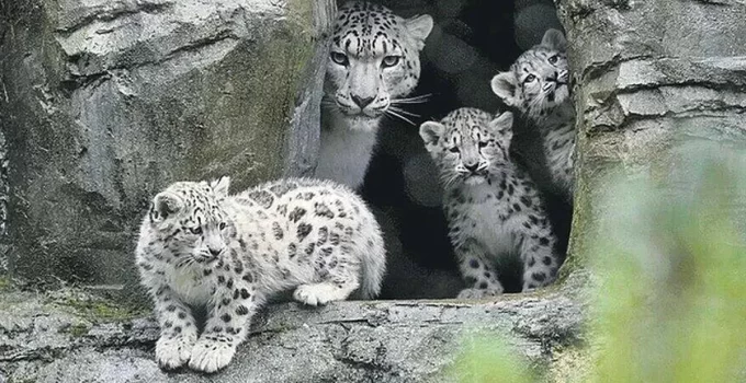 Tiny Paws, Big Adventure: Watch 12-Week-Old Triplet Snow Leopard Cubs Explore Their New Home at Marwell Wildlife!