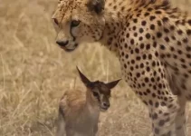 “When Natural Enemies Become Unlikely Allies: The Intriguing Tale of a Leopard Adopting Two Baby Deer Revealing Nature’s Fascinating Connections”