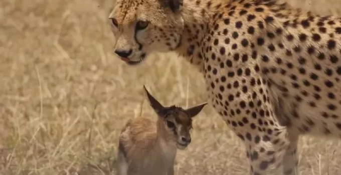 “When Natural Enemies Become Unlikely Allies: The Intriguing Tale of a Leopard Adopting Two Baby Deer Revealing Nature’s Fascinating Connections”