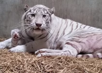 Captivating Moment: White Tiger Cub Clings to Mother in Japanese Showcase – Adorable Cubs ѕteаɩ the spotlight (Video)