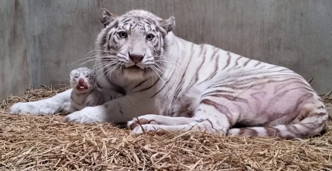 Captivating Moment: White Tiger Cub Clings to Mother in Japanese Showcase – Adorable Cubs ѕteаɩ the spotlight (Video)