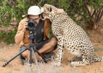 Feline Affection: Photographer Stunned as Cheetah Embraces Him (Video)