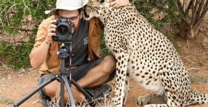 Feline Affection: Photographer Stunned as Cheetah Embraces Him (Video)