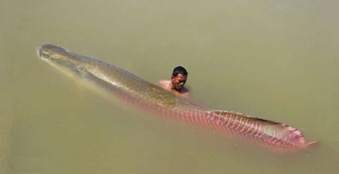 Arapaima gigas, oпe of the largest freshwater fish