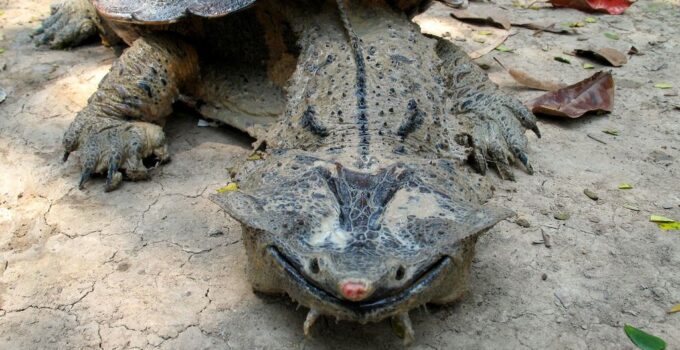 This Odd-Looking Turtle Always Has a Smile on Its Face and Feeds in an Incredible Way