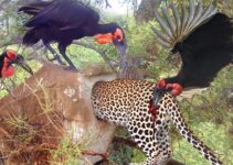 Avian Allies: Hornbills Unite Against Attacking Leopard in Stunning Video Encounter
