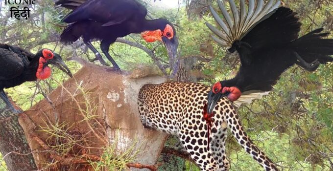 Avian Allies: Hornbills Unite Against Attacking Leopard in Stunning Video Encounter