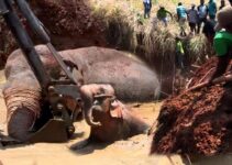 “A Successful гeѕсᴜe Mission: Retrieving Mother and Baby Elephants Trapped in a Well (Video)”